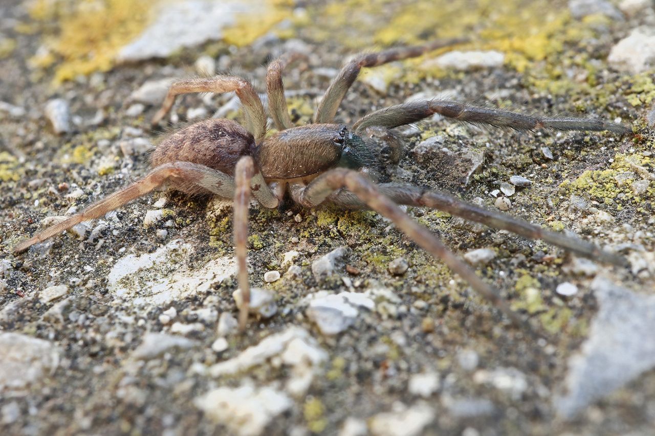 Segestridae?  S, Segestria  bavarica o S. florentina giovane - Portovenere (SP)